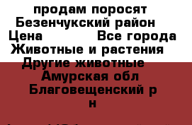 продам поросят .Безенчукский район  › Цена ­ 2 500 - Все города Животные и растения » Другие животные   . Амурская обл.,Благовещенский р-н